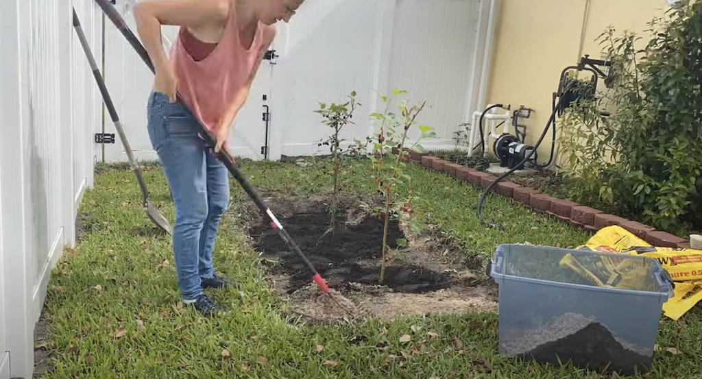 Planting Mulberry Trees